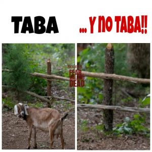 Primer meme de Karina Kael - Sobre la cabra Taba de Morgan