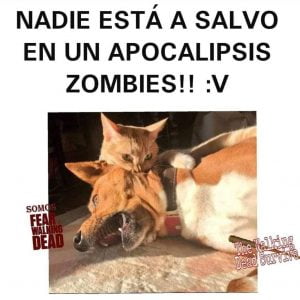 Gato mordiendo a perro porque es un Zombie